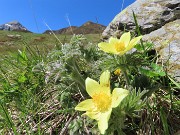 24 Pulsatilla alpina sulphurea (Anemone alpino)